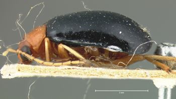 Media type: image; Entomology 18391   Aspect: habitus lateral view